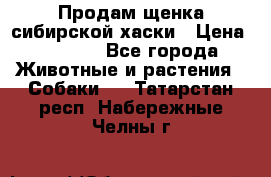 Продам щенка сибирской хаски › Цена ­ 8 000 - Все города Животные и растения » Собаки   . Татарстан респ.,Набережные Челны г.